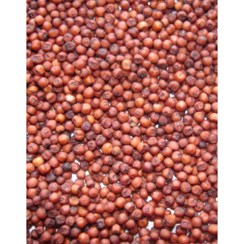 Ipahad - Trusted organic finger millet exporter  in dehradun, india